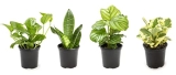 Essential Houseplant Collection (4PK) Live Plants Indoor Plants Live Houseplants in Plant Pots @ $20.78