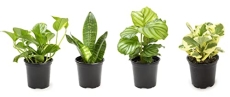 Essential Houseplant Collection (4PK) Live Plants Indoor Plants Live Houseplants in Plant Pots @ $20.78