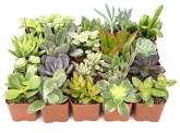 Altman Plants @ $21.26