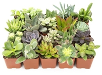 Altman Plants @ $21.26