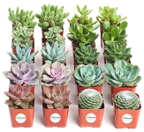 Shop Succulents | Assorted Collection of Live Succulent Plants @ $27.99