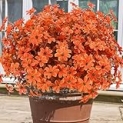 Lotus Hills Artificial Mums for Outdoors, 12 Bundles Fall Faux Flowers for Outdoor Planters, Lifelike Orange Fall Porch Decor, Fake Sunset Mums for Yard Patio Lawn Garden, Farmhouse Fall Decorations
