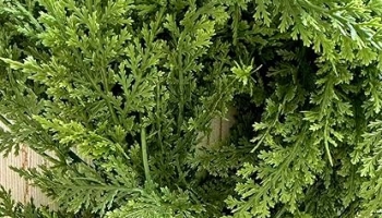 Cedar Garland 9FT Christmas Garland Real Touch Garland Artificial Realistic Greenery Cypress Pine Garlands for Mantle, Fireplace, Stairs,Table, Doorframe Vintage Outdoor Indoor Christmas Decorations @ $11.99