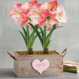 Surprise Your Moms with Delicious Gourmet Gifts, Stunning Fresh Cut Blooms, Sweet and Savory treats and More from Harry & David! $9.99 Express Shipping for Mother’s Day! thru 5/12! @