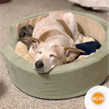 Thermo-Snuggly Sleeper Large Heated Pet Bed $60 (Reg. $170) –  @ $60